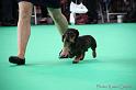 Crufts2011_2 863